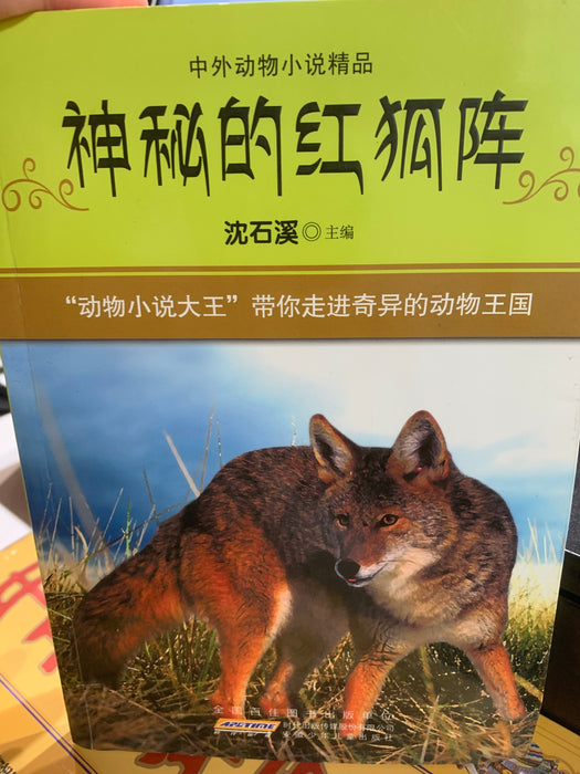神秘的红狐阵