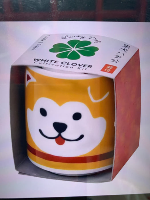 lucky plant hachi dog