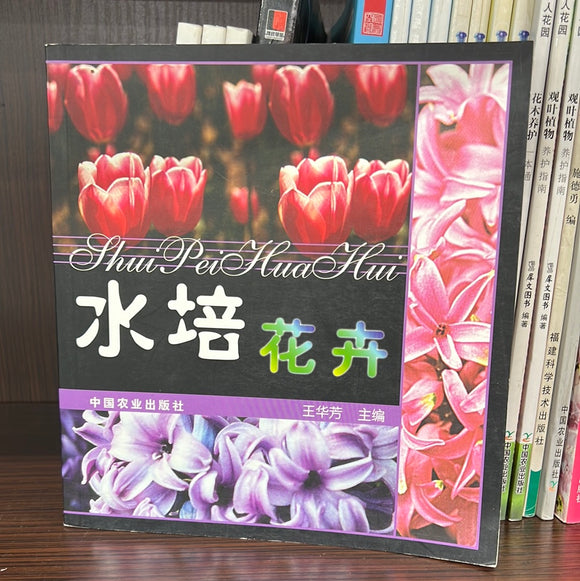 水培花卉