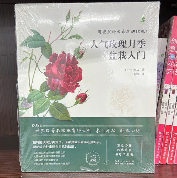 人气玫瑰月季盆栽入门