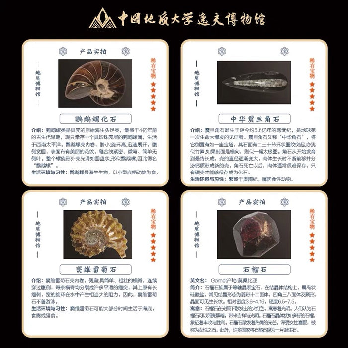 Archaeology Mystery Box地质考古盲盒 真化石 可复检